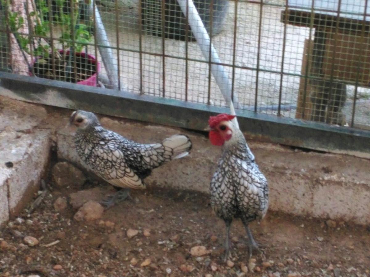 Alojamientos Rurales La Loma Pozo Alcón Kültér fotó